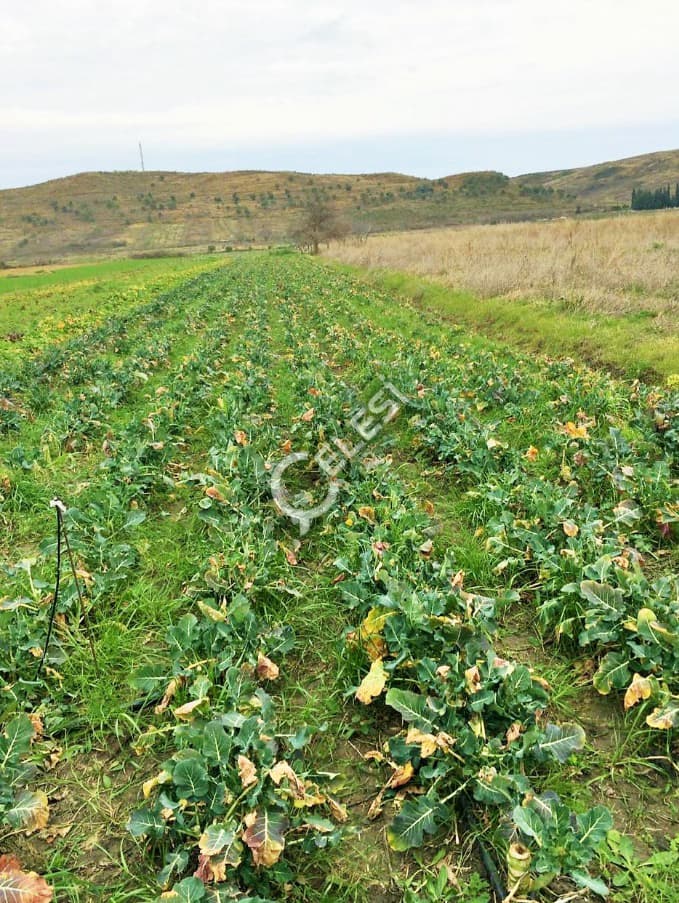 Tokë bujqësore në shitje, Divjake, Lushnje — foto 2